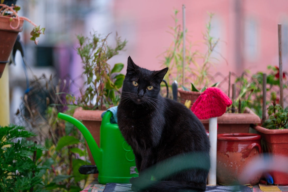 【あの頃イタリアで その59　猫と分かりあうまでの１週間①】